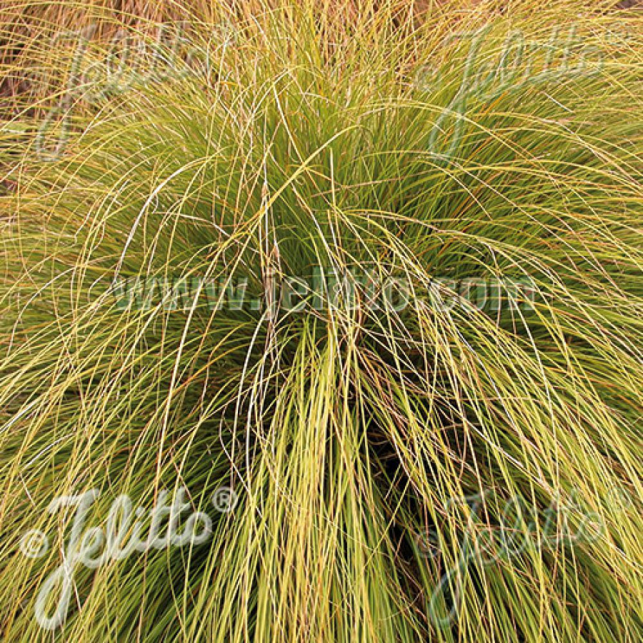 Plantes Vivaces CAREX flagellifera 'Kiwi' - Laîche à flagelles en vente - Pépinière Lepage .