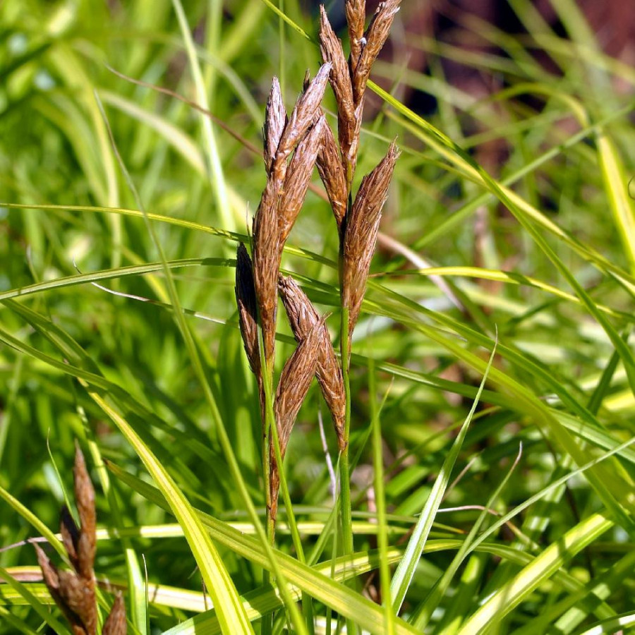 Plantes Vivaces CAREX muskingumensis - Laîche en vente - Pépinière Lepage .