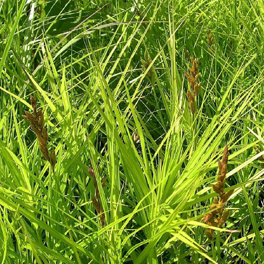 Plantes Vivaces CAREX muskingumensis - Laîche en vente - Pépinière Lepage .