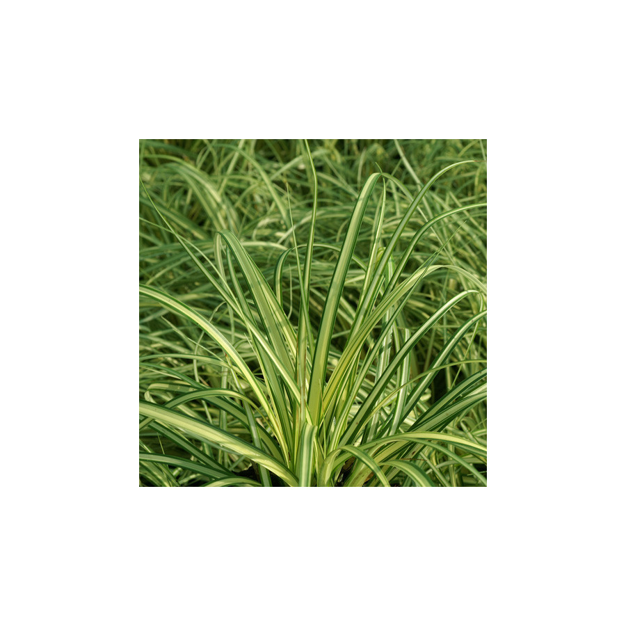 Plantes Vivaces CAREX oshimensis 'Evergold' - Laîche en vente - Pépinière Lepage .