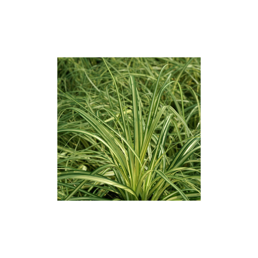 Plantes Vivaces CAREX oshimensis 'Evergold' - Laîche en vente - Pépinière Lepage .