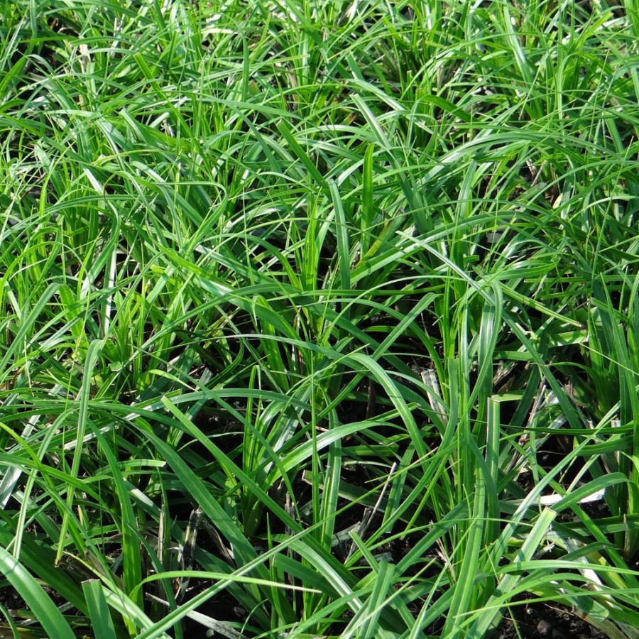 Plantes Vivaces CAREX oshimensis 'J.S. Greenwell' - Laîche en vente - Pépinière Lepage .