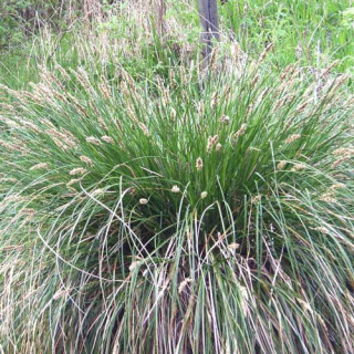 Plantes Vivaces CAREX paniculata - Laîche paniculée en vente - Pépinière Lepage .