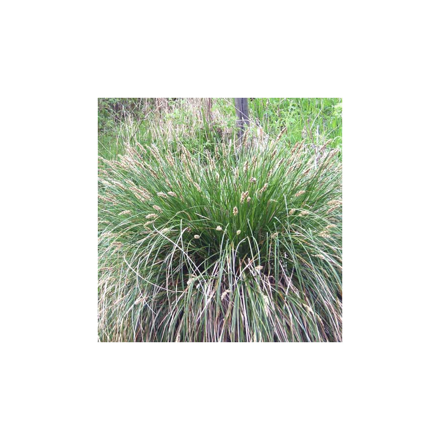 Plantes Vivaces CAREX paniculata - Laîche paniculée en vente - Pépinière Lepage .
