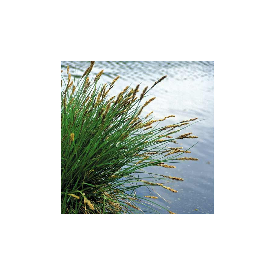 Plantes Vivaces CAREX paniculata - Laîche paniculée en vente - Pépinière Lepage .