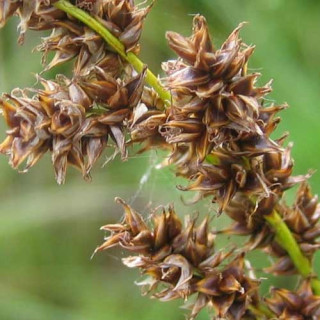 Plantes Vivaces CAREX paniculata - Laîche paniculée en vente - Pépinière Lepage .