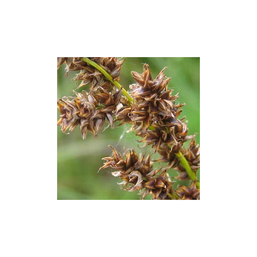 Plantes Vivaces CAREX paniculata - Laîche paniculée en vente - Pépinière Lepage .