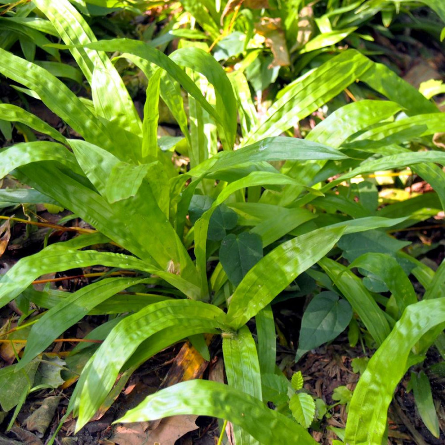 Plantes Vivaces CAREX plantaginea - Carex plantain en vente - Pépinière Lepage .