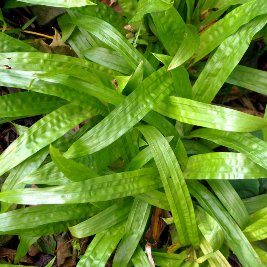 Plantes Vivaces CAREX plantaginea - Carex plantain en vente - Pépinière Lepage .