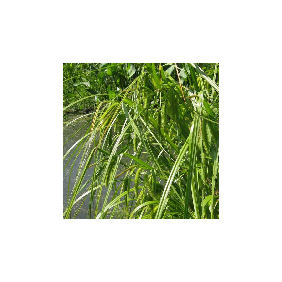 Plantes Vivaces CAREX pseudocyperus - Laîche  faux-souchet en vente - Pépinière Lepage .
