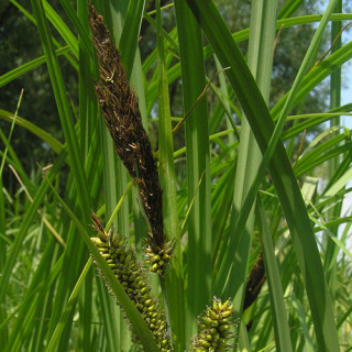 Plantes Vivaces CAREX riparia - Laîche des rives en vente - Pépinière Lepage .