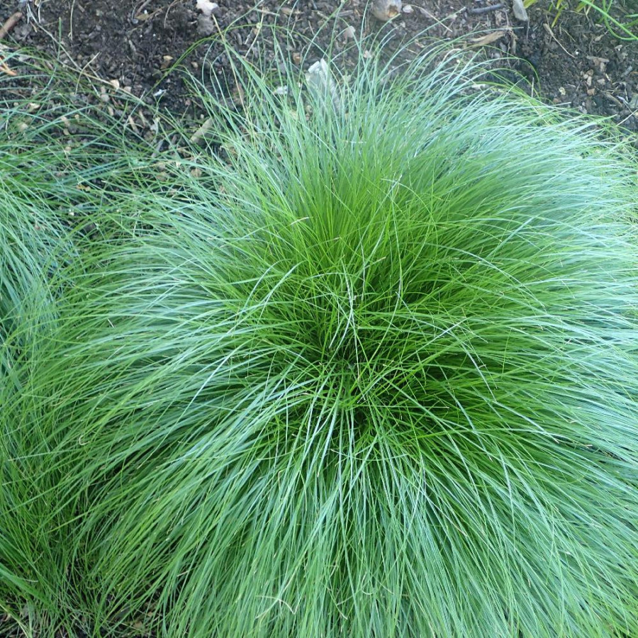 Plantes Vivaces CAREX rosea - Laîche en vente - Pépinière Lepage .