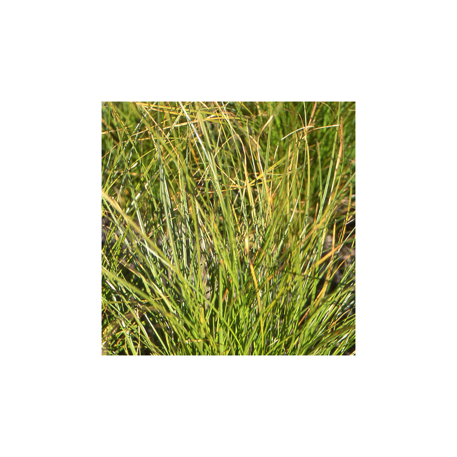 Plantes Vivaces CAREX secta - Laîche en vente - Pépinière Lepage .