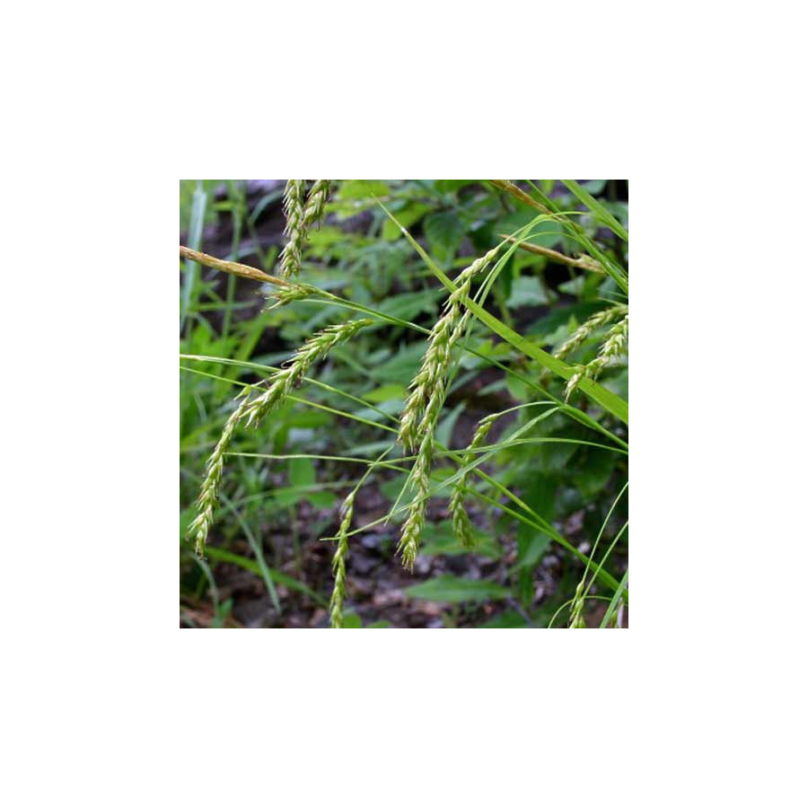 Plantes Vivaces CAREX sylvatica - Laîche des bois en vente - Pépinière Lepage .