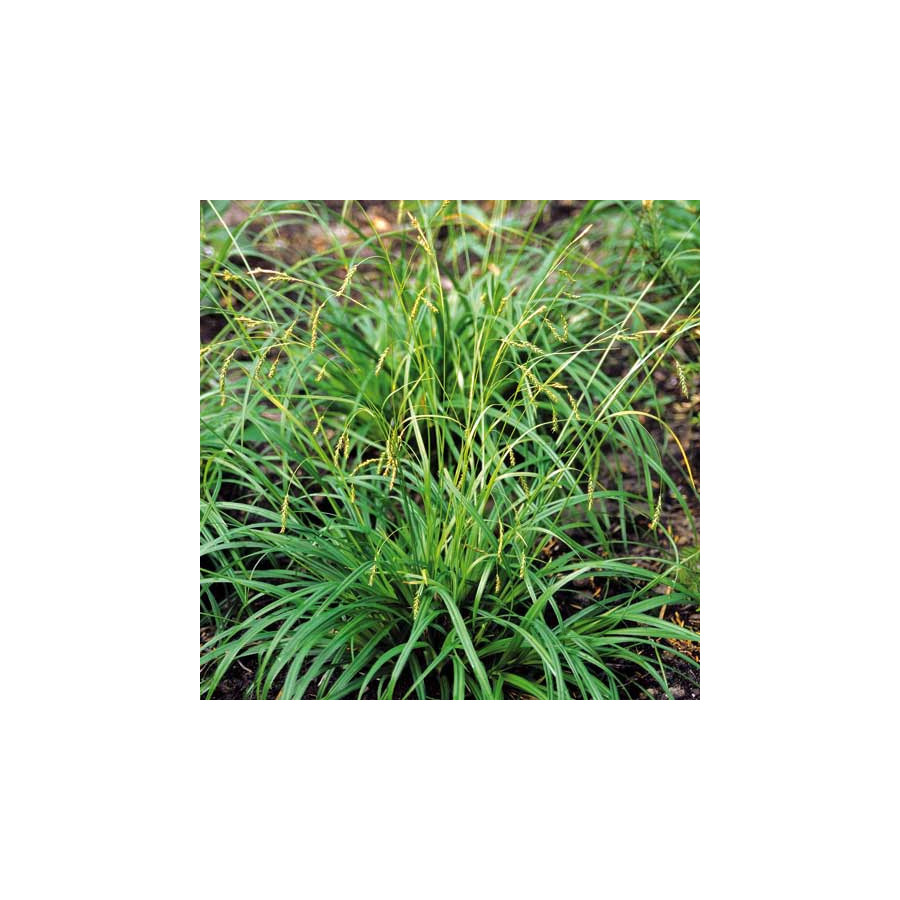 Plantes Vivaces CAREX sylvatica - Laîche des bois en vente - Pépinière Lepage .