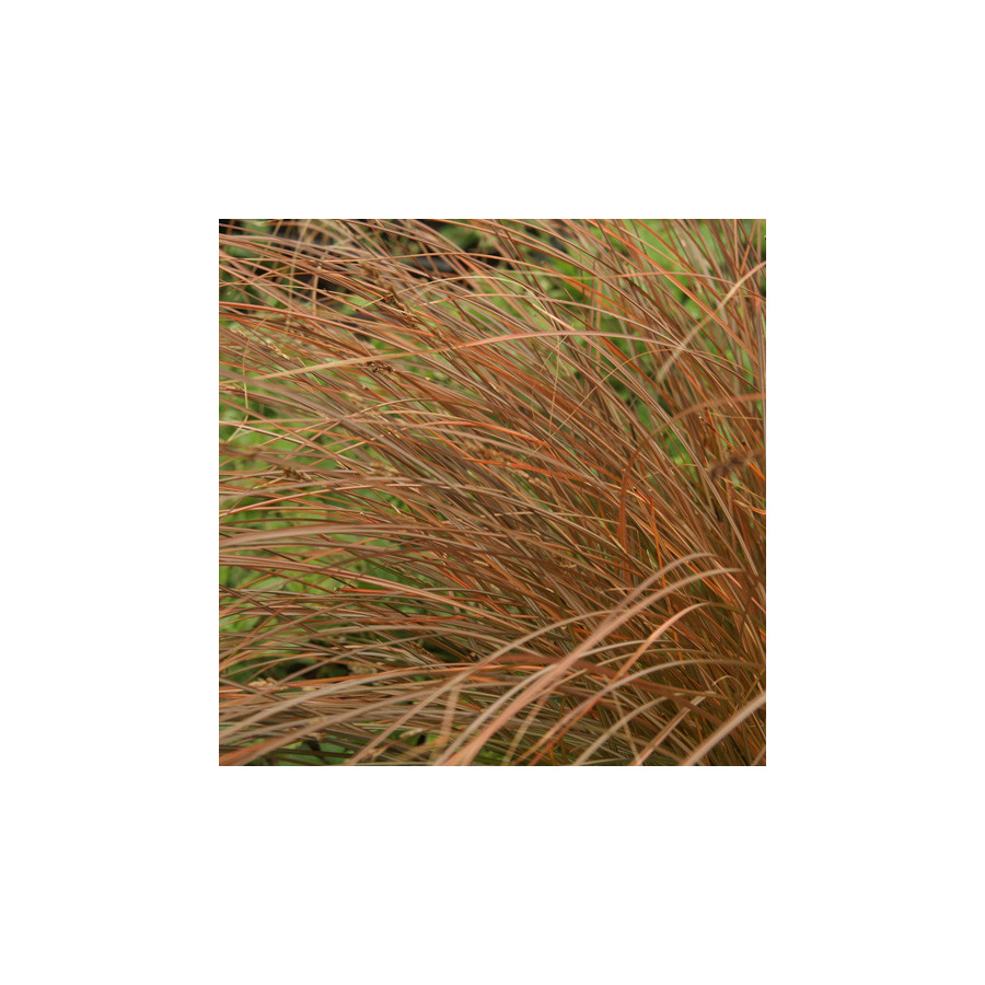 Plantes Vivaces CAREX tenuiculmis - Laîche en vente - Pépinière Lepage .