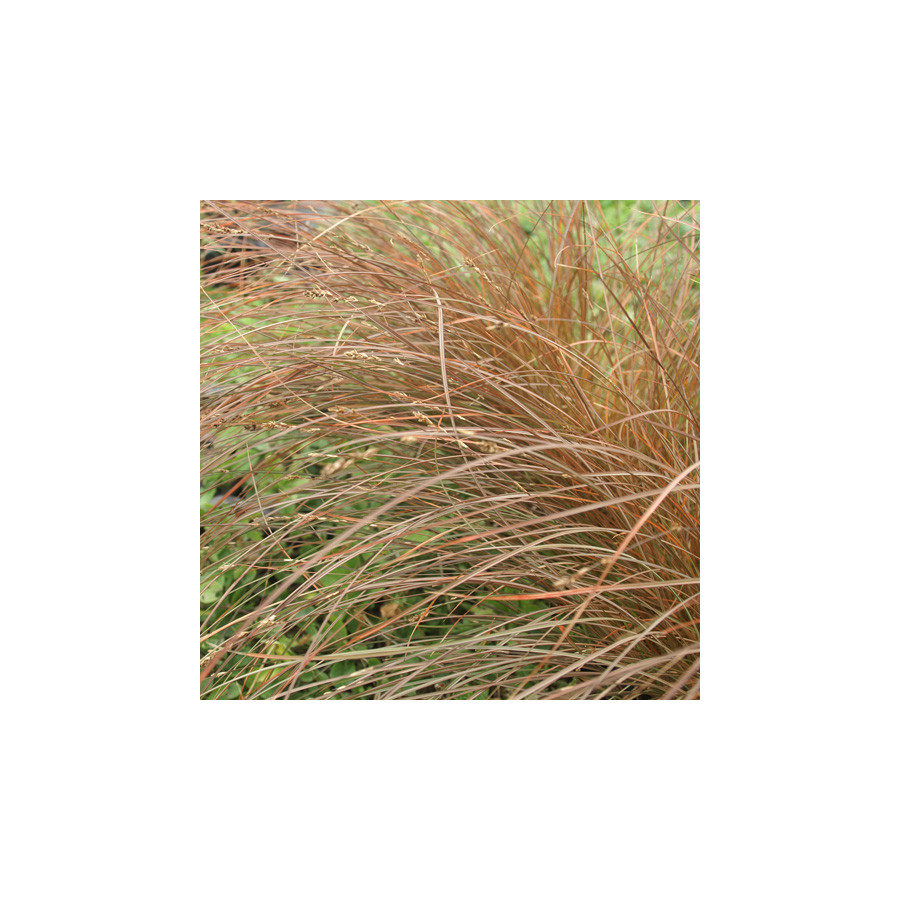 Plantes Vivaces CAREX tenuiculmis - Laîche en vente - Pépinière Lepage .