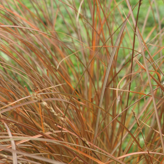 Plantes Vivaces CAREX tenuiculmis - Laîche en vente - Pépinière Lepage .