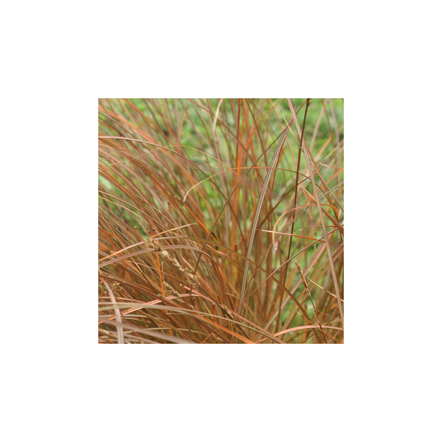 Plantes Vivaces CAREX tenuiculmis - Laîche en vente - Pépinière Lepage .