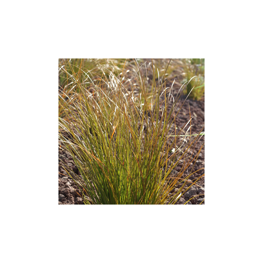 Plantes Vivaces CAREX testacea - Laîche orange en vente - Pépinière Lepage .