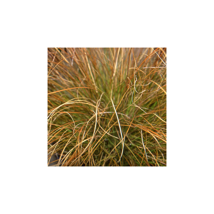 Plantes Vivaces CAREX testacea - Laîche orange en vente - Pépinière Lepage .