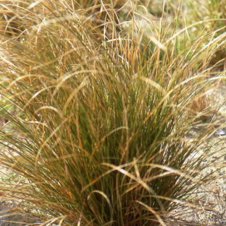 Plantes Vivaces CAREX testacea - Laîche orange en vente - Pépinière Lepage .