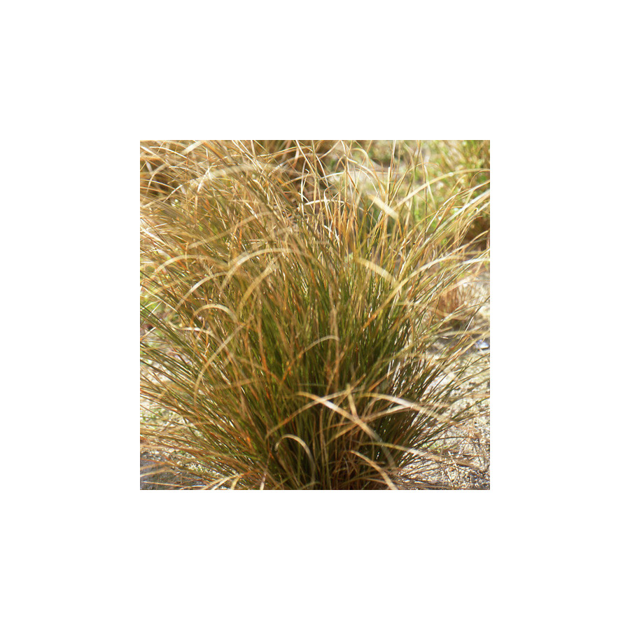 Plantes Vivaces CAREX testacea - Laîche orange en vente - Pépinière Lepage .
