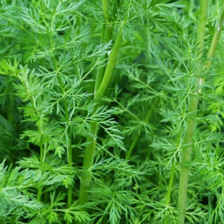 Plantes Vivaces CARUM carvi (cumin) - Cumin en vente - Anis des Vosges en vente - Pépinière Lepage .