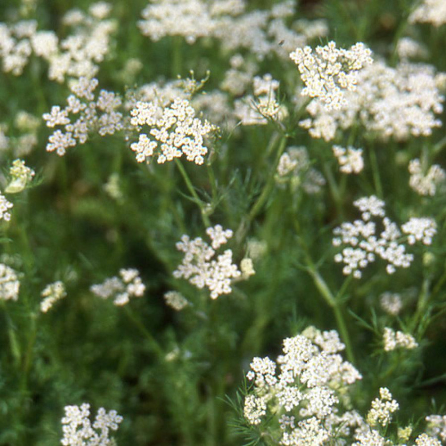 Plantes Vivaces CARUM carvi (cumin) - Cumin en vente - Anis des Vosges en vente - Pépinière Lepage .