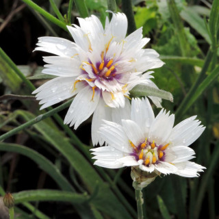 CATANANCHE caerulea 'Alba'