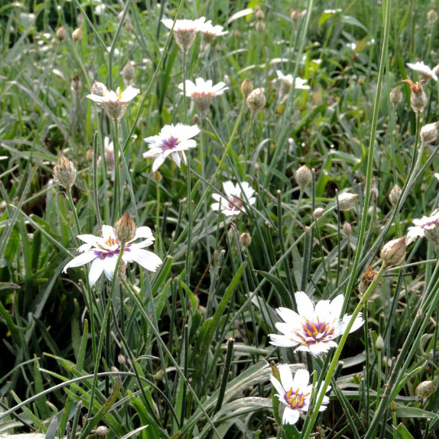 CATANANCHE caerulea 'Alba'