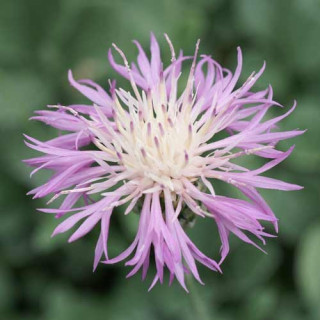 Plantes Vivaces CENTAUREA bella - Centaurée élégante en vente - Pépinière Lepage .