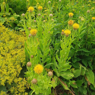 Plantes Vivaces CENTAUREA macrocephala - Centaurée à grosse tête en vente - Pépinière Lepage .