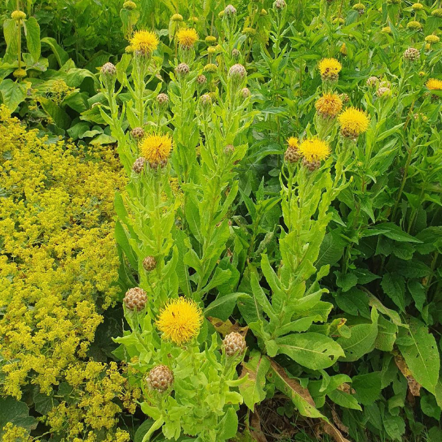 Plantes Vivaces CENTAUREA macrocephala - Centaurée à grosse tête en vente - Pépinière Lepage .