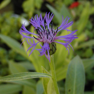 Plantes Vivaces CENTAUREA montana - Bleuet des montagnes en vente - Centaurée en vente - Pépinière Lepage .