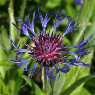 Plantes Vivaces CENTAUREA montana - Bleuet des montagnes en vente - Centaurée en vente - Pépinière Lepage .