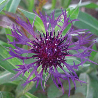 Plantes Vivaces CENTAUREA montana 'Amethyst Dream' ® - Bleuet des montagnes en vente - Centaurée en vente - Pépinière Lepage .