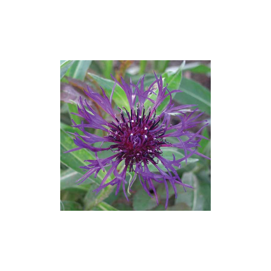 Plantes Vivaces CENTAUREA montana 'Amethyst Dream' ® - Bleuet des montagnes en vente - Centaurée en vente - Pépinière Lepage .