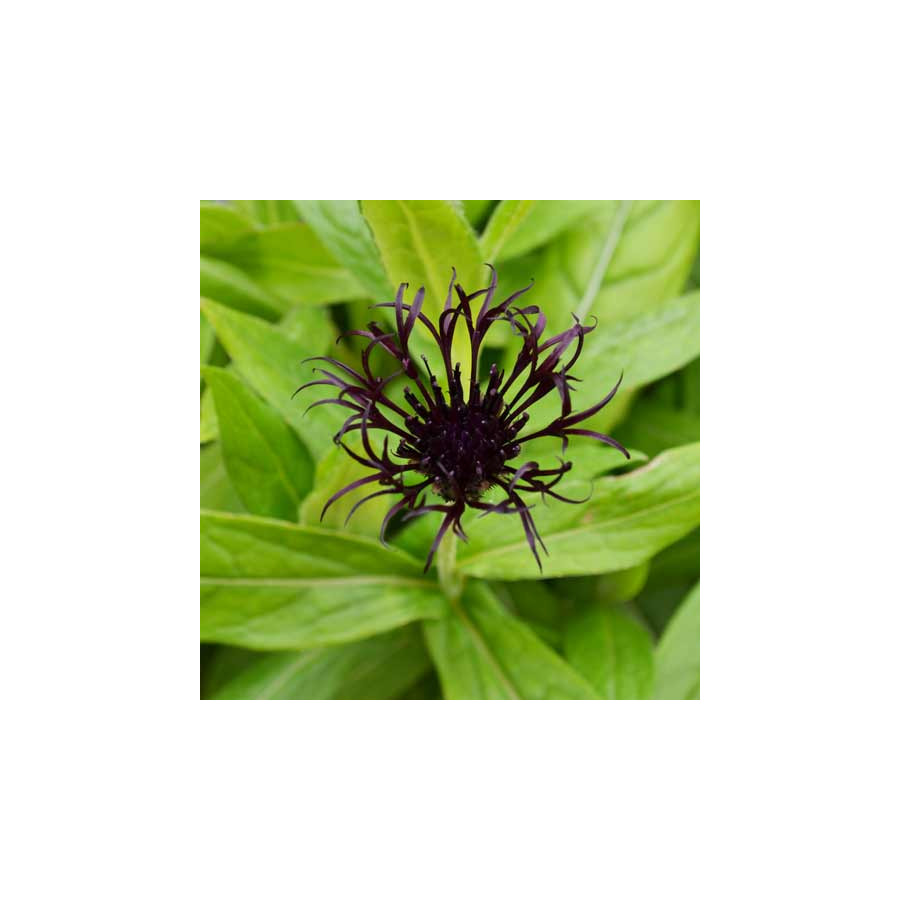 Plantes Vivaces CENTAUREA montana 'Black Sprite' - Bleuet des montagnes en vente - Centaurée en vente - Pépinière Lepage .