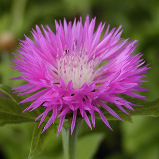 Plantes Vivaces CENTAUREA pulcherrima - Centaurée en vente - Pépinière Lepage .
