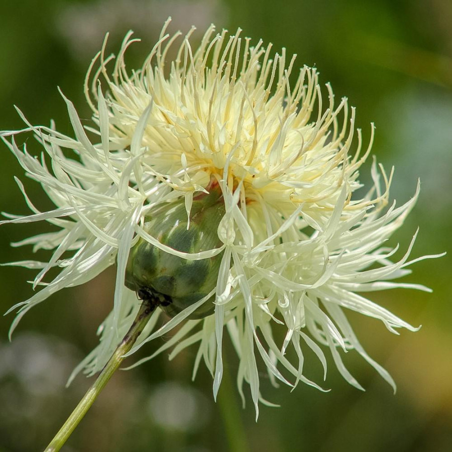 CENTAUREA ruthenica
