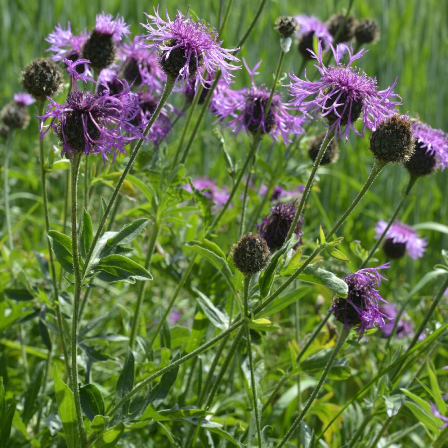 Plantes Vivaces CENTAUREA scabiosa - Centaurée en vente - Bleuet des montagnes en vente - Pépinière Lepage .