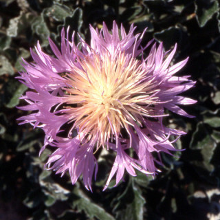 Plantes Vivaces CENTAUREA simplicicaulis - Centaurée en vente - Pépinière Lepage .