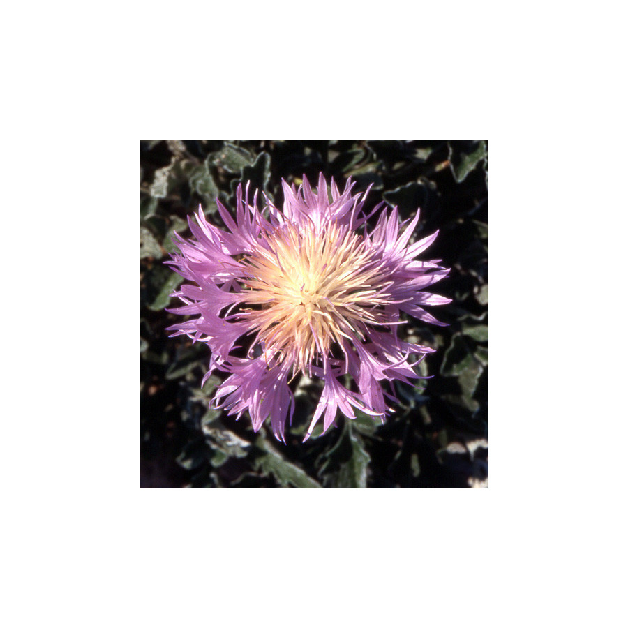 Plantes Vivaces CENTAUREA simplicicaulis - Centaurée en vente - Pépinière Lepage .