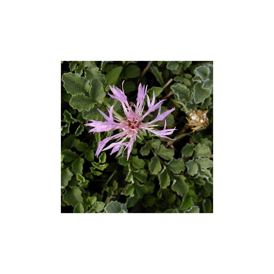 Plantes Vivaces CENTAUREA simplicicaulis - Centaurée en vente - Pépinière Lepage .