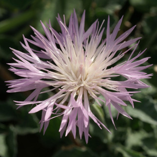 Plantes Vivaces CENTAUREA simplicicaulis - Centaurée en vente - Pépinière Lepage .