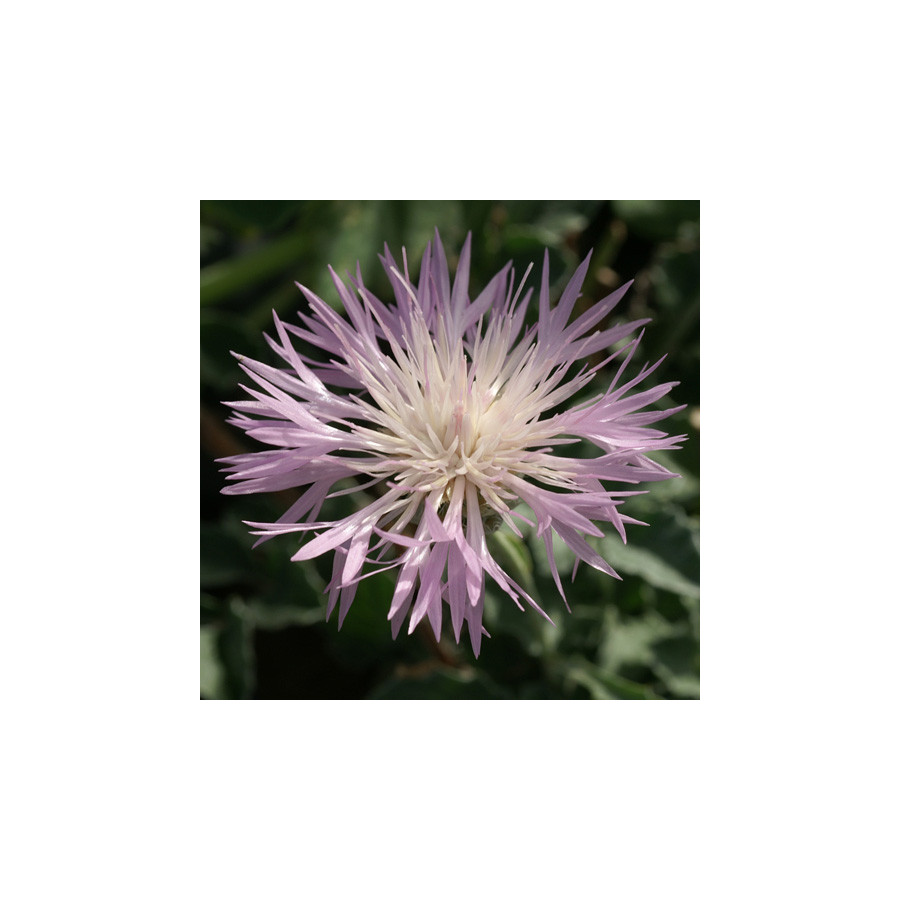 Plantes Vivaces CENTAUREA simplicicaulis - Centaurée en vente - Pépinière Lepage .