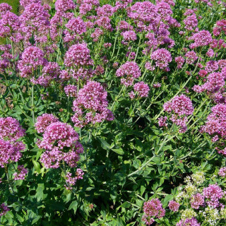 Plantes Vivaces CENTRANTHUS ruber - Valériane rouge en vente - Pépinière Lepage .