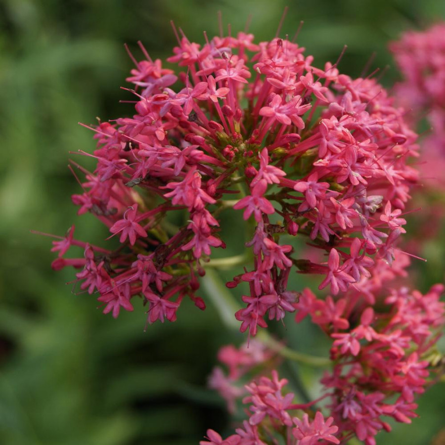 Plantes Vivaces CENTRANTHUS ruber - Valériane rouge en vente - Pépinière Lepage .