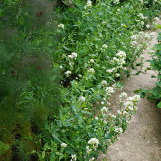 Plantes Vivaces CENTRANTHUS ruber 'Albus' - Valériane des jardins en vente - Pépinière Lepage .